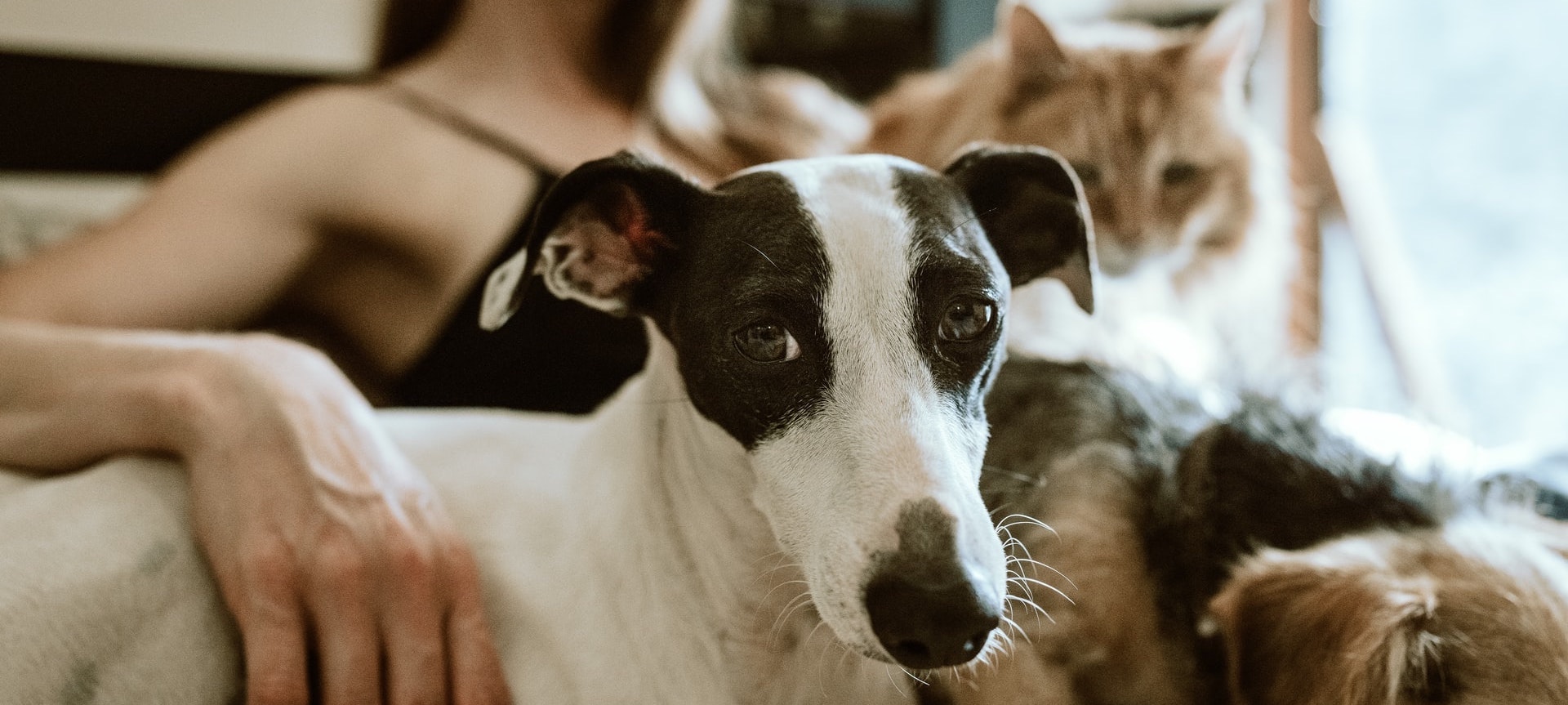 Animal Astrology image of dog and cat together