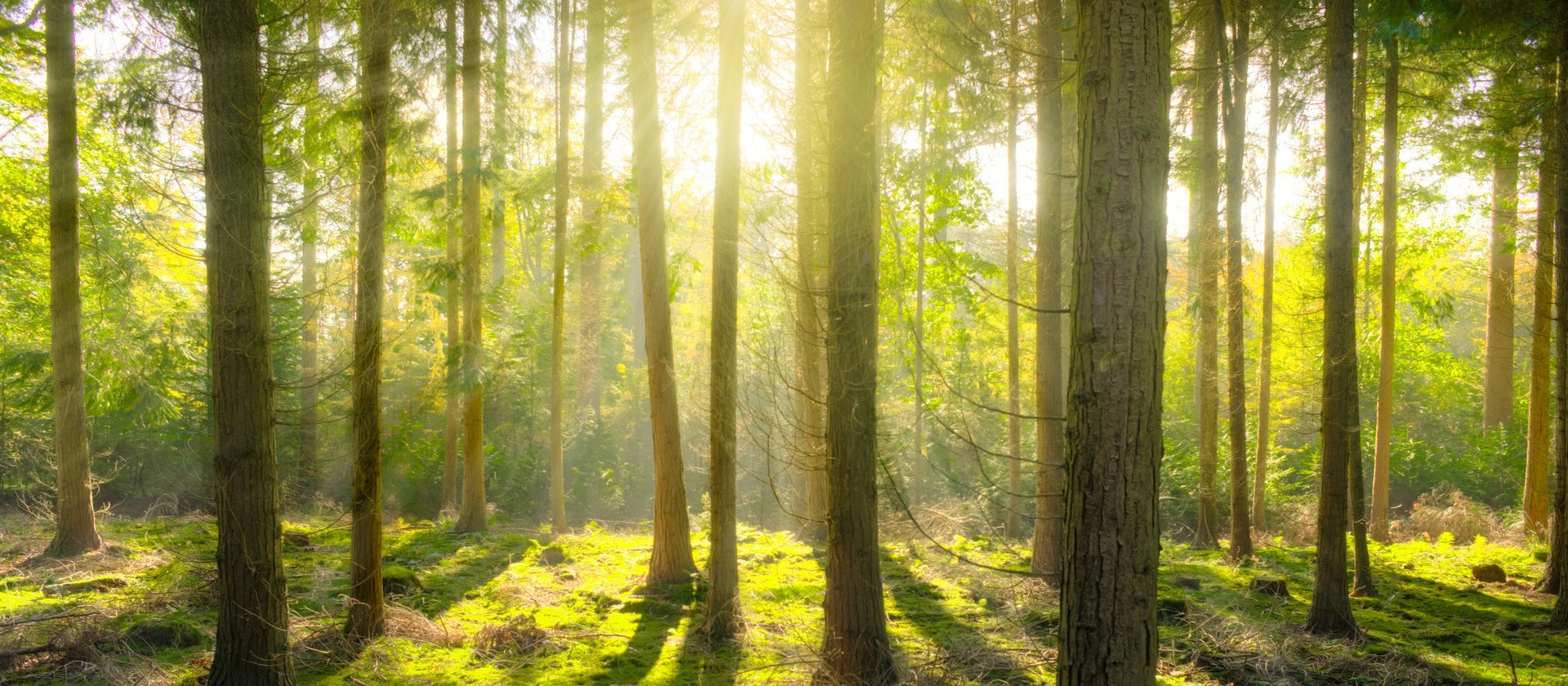 Forest glade with sunlight shining through it