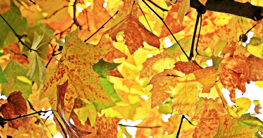 Chestnut leaves in autumn